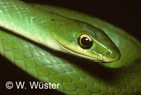 : Philodryas aestivus; Snake
