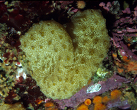 : Didemnum sp.; Colonial Tunicate;