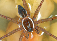 : Dolomedes triton; Six-spotted Fishing Spider