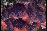 : Strongylocentrotus purpuratus; Sea Urchin