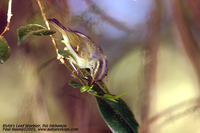 Yellow-streaked Warbler