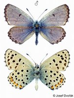 Pseudophilotes vicrama - Eastern Baton Blue