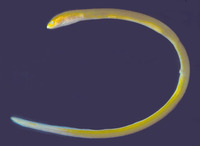 Ahlia egmontis, Key worm eel: