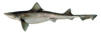 Mustelus schmitti, Narrownose smooth-hound: fisheries