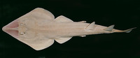 Glaucostegus halavi, Halavi's guitarfish: