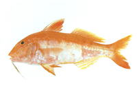Upeneichthys lineatus, Blue-lined goatfish: fisheries