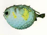 Allomycterus pilatus, Deepwater burrfish: