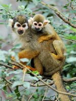 Image of: Saimiri sciureus (South American squirrel monkey)