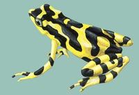 Image of: Atelopus varius (harlequin toad)