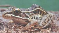 Image of: Rana sphenocephala (southern leopard frog)