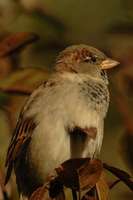 Passer domesticus - House Sparrow
