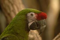 Ara militaris - Military Macaw