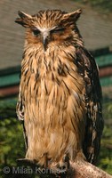 Ketupa ketupu javanensis - Sunda Fishing Owl