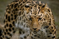 Panthera pardus orientalis - Amur leopard