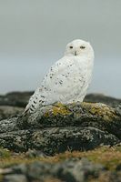 Snowy Owl - Nyctea scandiaca