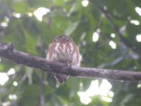 Amazonian Pygmy-Owl - Glaucidium hardyi