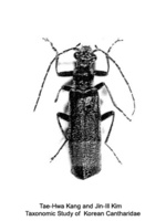 Podabrus longissimus - 노랑테병대벌레