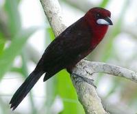 * Silver Beaked Tanager