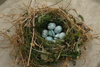 Guira Cuckoo Nest