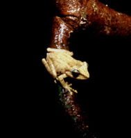 : Platymantis polillensis; Polillo Forest Frog