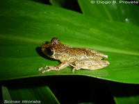 : Scinax littoralis; Rio Verde Snouted Treefrog
