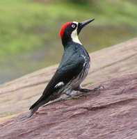 : Melanerpes formicivorus; Acorn Woodpecker