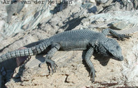 : Cordylus polyzonus; Karoo Girdled Lizard