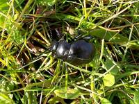 : Timarcha tenebricosa; Bloody-nosed Beetle