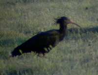 Bald Ibis - Geronticus eremita - Belen Plains (Extremadura) - 14th of April 2005