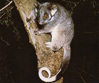 A ringtail possum, Pseudocheirus peregrinus