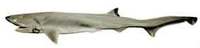 Sharpnose Sevengill Shark - Heptranchias perlo