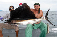 Istiophorus platypterus, Indo-Pacific sailfish: fisheries, gamefish