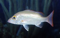 Lutjanus mahogoni, Mahogany snapper: fisheries, gamefish