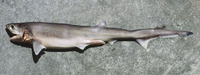 Hexanchus nakamurai, Bigeye sixgill shark: fisheries