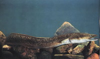 Anguilla marmorata, Giant mottled eel: fisheries, aquaculture, gamefish