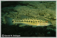 Micropterus treculii, Guadalupe bass: gamefish