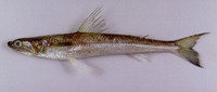 Saurida longimanus, Longfin lizardfish: fisheries