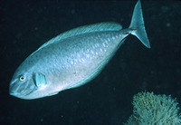 Naso caesius, Gray unicornfish: