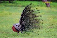 Pavo cristatus - Indian Peafowl