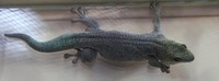 Phelsuma standingi - Banded Day Gecko