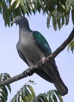 White-spectacled Imperial Pigeon - Ducula perspicillata