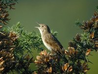Grasshopper Warbler - Locustella naevia