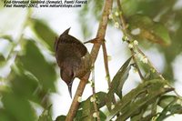 Red-throated Sunbird - Anthreptes rhodolaema