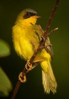 Masked Yellowthroat, Suriname