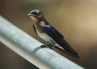 Blue-and-White Swallow  
