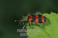 Bee beetle , Trichodes alvearius stock photo