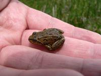 High Himalaya frog Altirana parkeri