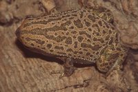 : Kalophrynus pleurostigma; Black-spotted Narrow-mouthed Frog