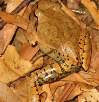 : Mixophyes fasciolatus; Great Barred-Frog