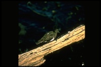 : Arenaria melanocephala; Black Turnstone